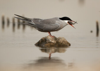 White-cheeked Tern eating fish at Asker marsh, Bahrain