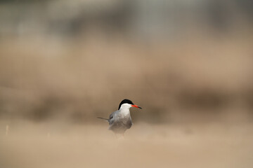 White-cheeked Tern at Asker marsh, Bahrain