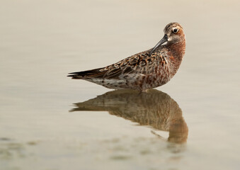 Portrait of a Curlew Sandpiper at Asker Marsh, Bahrain