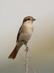 Red-tailed Shrike perched on a branch at Asker marsh, Bahrain