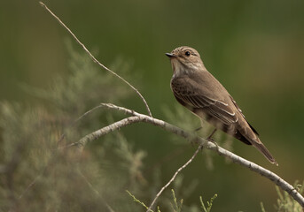 Spotted Flycatcher on green at Asker marsh
