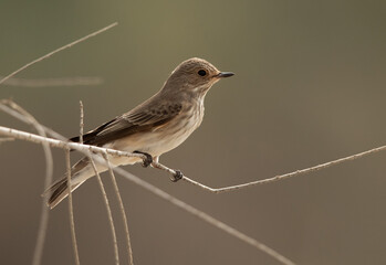 Spotted Flycatcher perched on a twig at Asker marsh