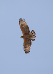 Honey Buzzard in flight at Jasra, Bahrain