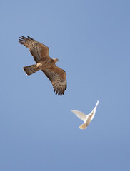 Honey Buzzard in flight and it is followed by a dove at Jasra, Bahrain