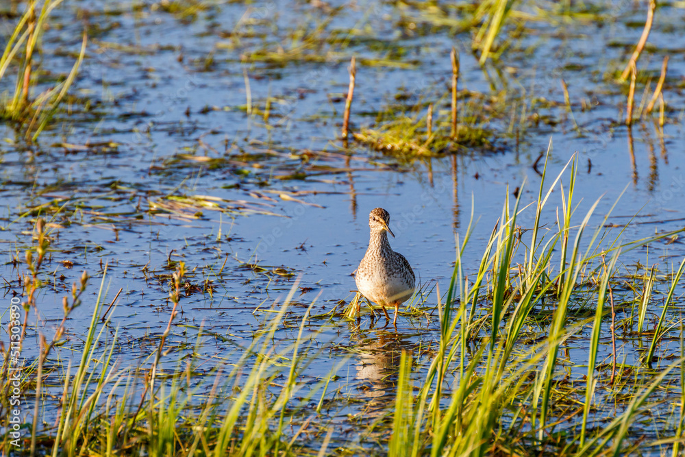 Canvas Prints Wood Sandpiper stand in a wetland with grass straws