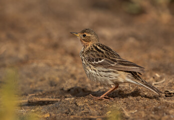 Red throated pipit perched on ground, Bahrain