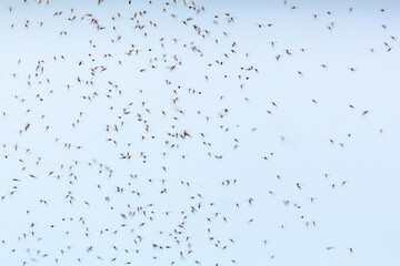 Mosquitoes flying and swarming in the air