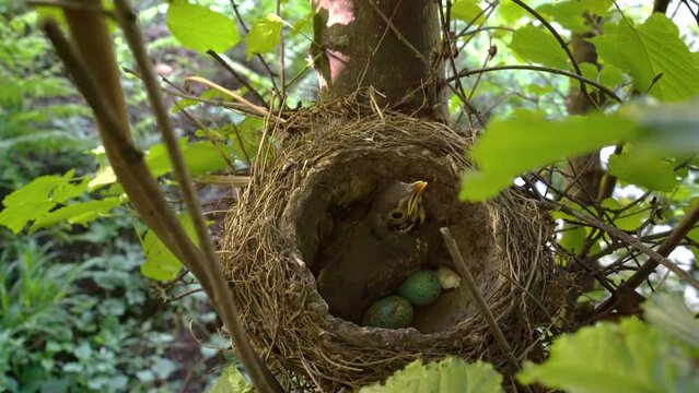 Mistle Thrush nest with chick and eggs (Turdus viscivorus) - (4K