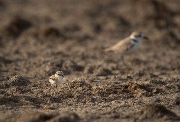 Kentish Plover, mother and chick at Asker Marsh, Bahrain