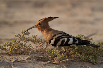 Hoopoe feeding in the morning hours at Jasra,  Bahrain