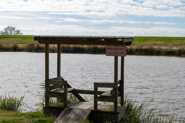 Warning Alligators On The Bayou - obrazy, fototapety, plakaty