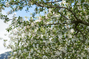 Apple Tree in Spring. Blossoming Apple Tree. Agriculture.