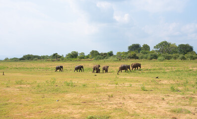 Sri Lankan Elephants Wasgamuwa