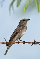 Spotted Flycatcher perched on a wirefence, Bahrain
