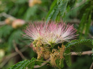 ねむの木の花咲く頃