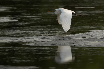 Western reef heron in flight at Tubli bay, Bahrain