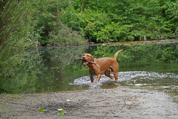 Water games at the lake with a Magyar Vizsla wirehair .