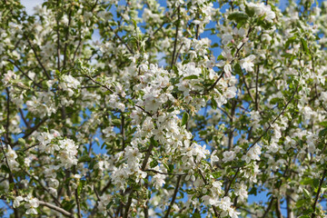 Apple Tree in Spring. Blossoming Apple Tree. Agriculture