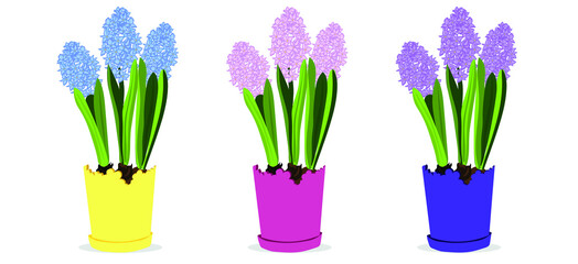 Pots with beautiful blooming hyacinth plants on white background