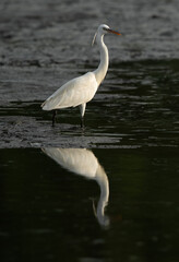 Western reef heron and reflection on water at Tubli bay, Bahrain