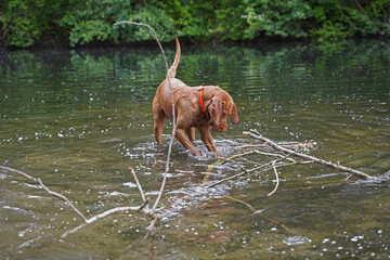 Water games at the lake with a Magyar Vizsla wirehair .