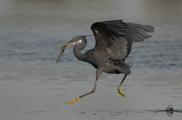 Western reef heron takeoff while holding a fish at Tubli bay, Bahrain