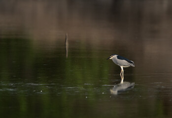 Black-crowned Night heron with reflection on water at Tubli bay, Bahrain