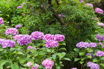 満開のアジサイ
