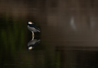 Black-crowned Night heron with reflection on water at Tubli bay, Bahrain