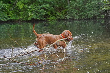 Water games at the lake with a Magyar Vizsla wirehair .