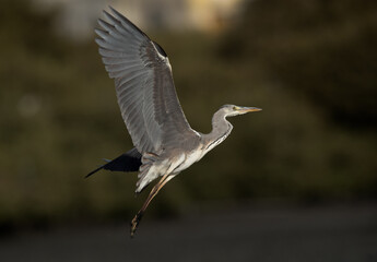 Grey Heron takeoff at Tubli bay, Bahrain