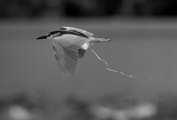 Black-crowned Night heron spraying  in flight at Tubli bay, Bahrain