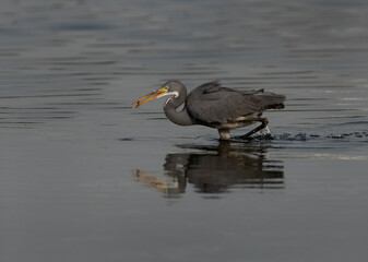 Western reef heron with fish catch at Tubli bay, Bahrain