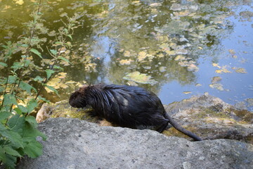 Nutria geht schwimmen