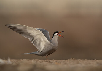 White-cheeked Tern calling at Asker marsh, Bahrain