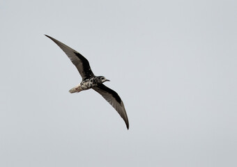 White-winged tern in flight at Asker marsh, Bahrain
