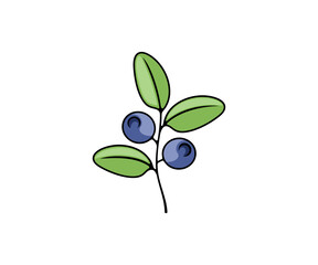 Blueberry, berries, vector design and illustration. Bilberry, huckleberry, whortleberry, food and nature, icon and logo
