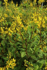 green and yellow leaves background design for green plants texture