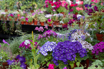 Brightly coloured potted flowering plants including petunias, phlox and pericallis cruenta, in the Palm House and Main Range of glasshouses in the Glasgow Botanic Gardens, Scotland UK.