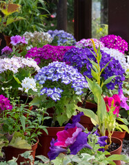 Brightly coloured potted flowering plants including petunias, phlox and pericallis cruenta, in the Palm House and Main Range of glasshouses in the Glasgow Botanic Gardens, Scotland UK.