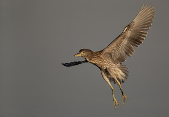 Obraz premium A juvenile Black-crowned Night heron landing at Tubli bay, Bahrain