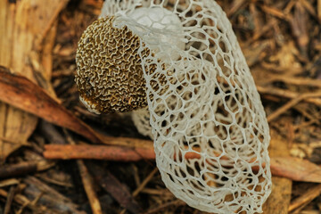 Bridal Veil Stinkhorn Phallus indusiatus bamboo mushrooms