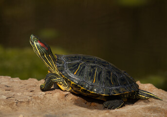 Red-eared slider basking in sun at Adhari canal, Bahrain