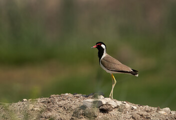 Red-wattled lapwing at Adhari, Bahrain