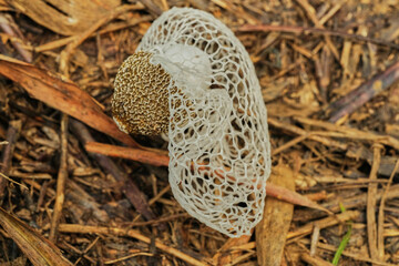 Bridal Veil Stinkhorn Phallus indusiatus bamboo mushrooms