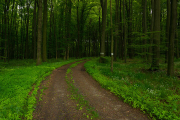 Fototapeta na wymiar Forest in South Moravia