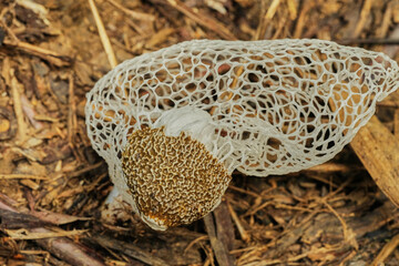 Fototapeta na wymiar Bridal Veil Stinkhorn Phallus indusiatus bamboo mushrooms