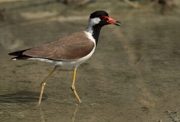 Portrait of a Red-wattled lapwing at Adhari, Bahrain