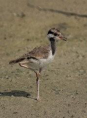 Red-wattled lapwing chick standing in one leg at Adhari, Bahrain