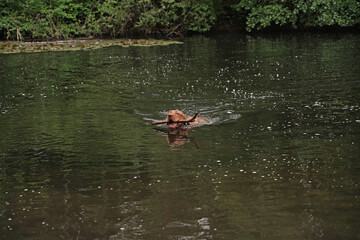 Water games at the lake with a Magyar Vizsla wirehair .